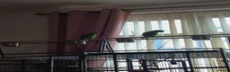 Ringnecks birds for sale: Male and female bonded ringnecks  - Advert 2