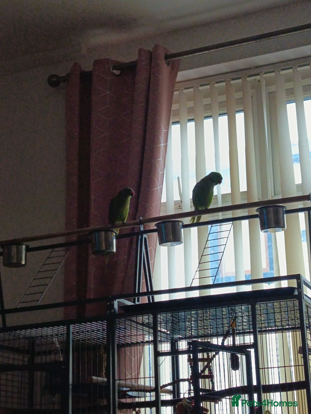 Ringnecks birds for sale: Male and female bonded ringnecks  - Advert 2