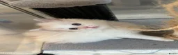 Ragdoll cats for sale: 3 Ragdoll kittens, two boys left - Advert 29