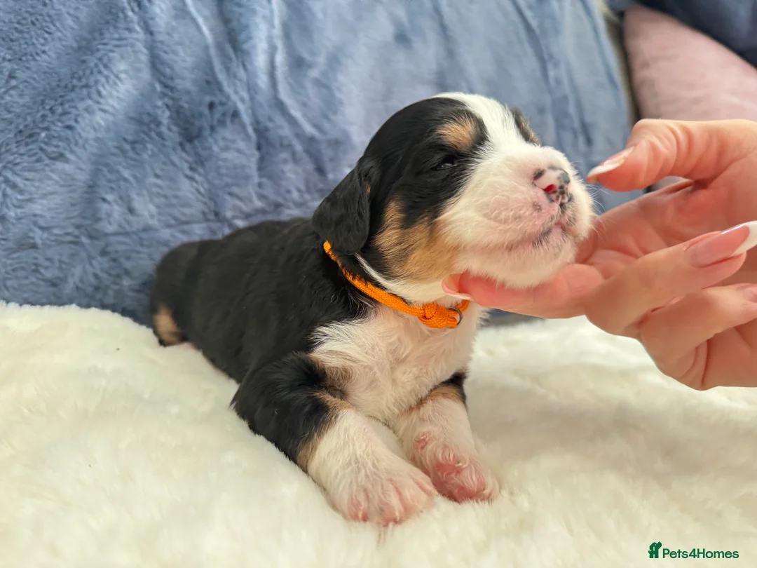 Bernedoodle dogs for sale: Gorgeous Bernedoodle puppies 🖤 - Advert 3