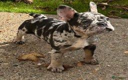 French Bulldog dogs for sale: Female frenchie pup - Image 1