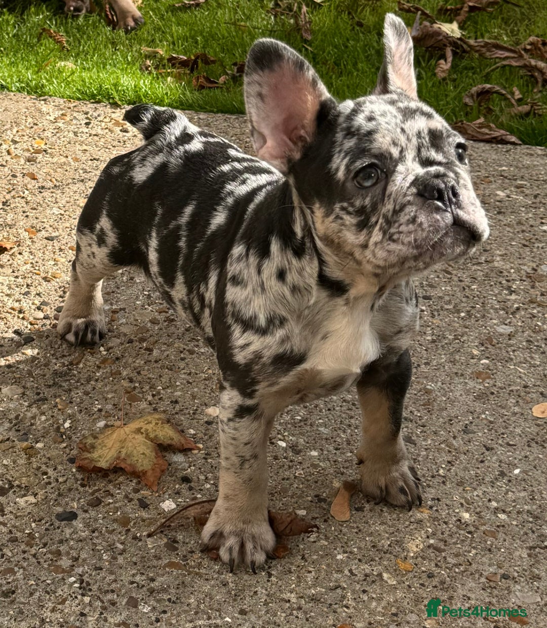 French Bulldog dogs for sale: Female frenchie pup - Image 1