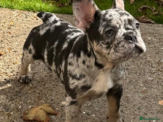 French Bulldog dogs - Advert 1