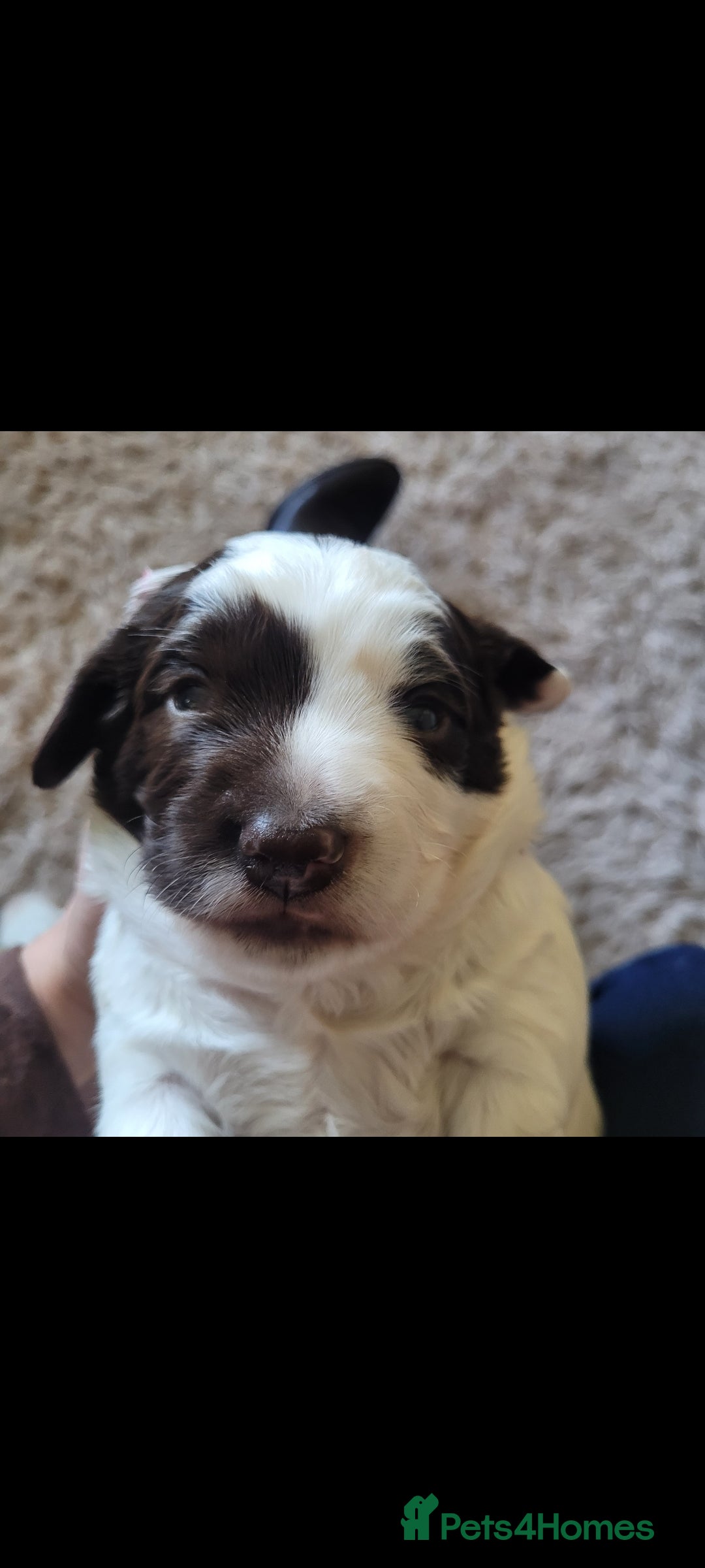 Sprocker dogs for sale: Male Sprocker - Image 3