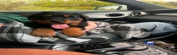Rottweiler dogs for sale: Fluffy Rottweiler  - Advert 15