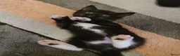 Mixed Breed cats for sale: We are 4 playful and beautiful kittens. in High Wycombe - Advert 9