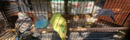 Budgerigars birds for sale: 4x budgie chicks £40 each ready now - Advert 12
