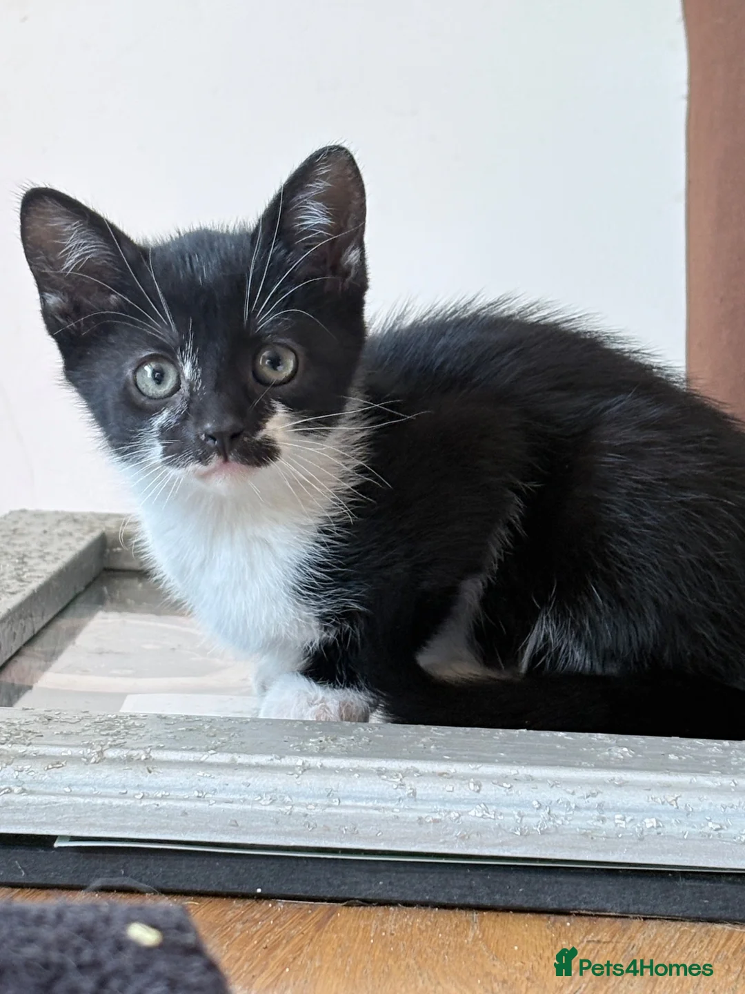Mixed Breed cats for sale: Tuxedo RagdollXDom.SH ready for new home!! - Advert 1