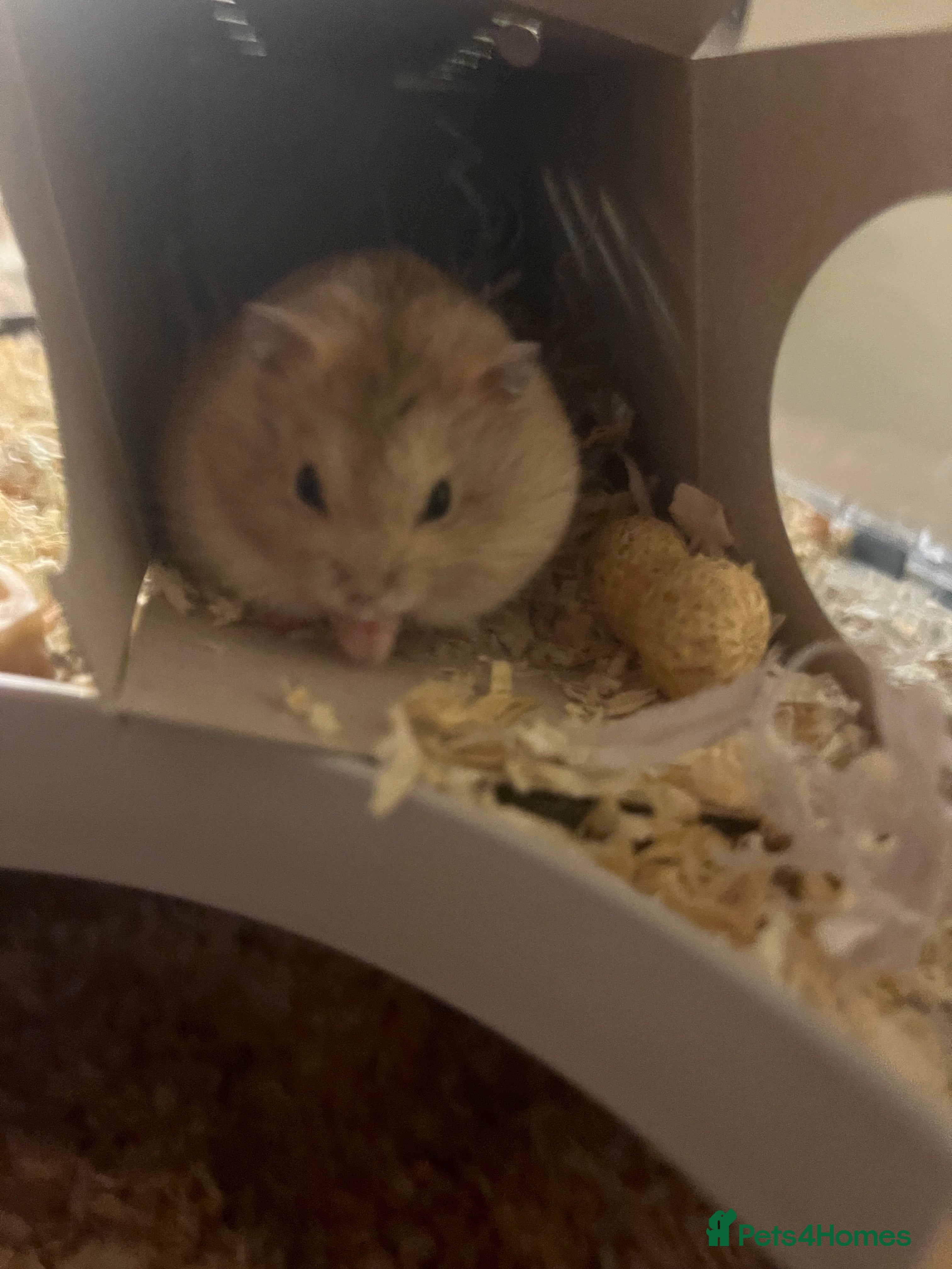 Hamster rodents Russian Dwarf Hamster - Advert 1