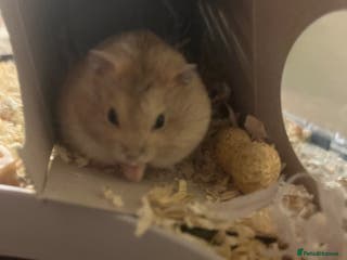 Hamster rodents Russian Dwarf Hamster - Advert 1