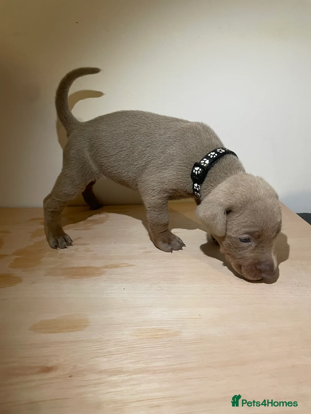 Dobermann dogs for sale: dobermann pinscher - Advert 10