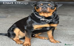 Rottweiler dogs for sale: **Stunning Rottweiler Puppies** - Image 23