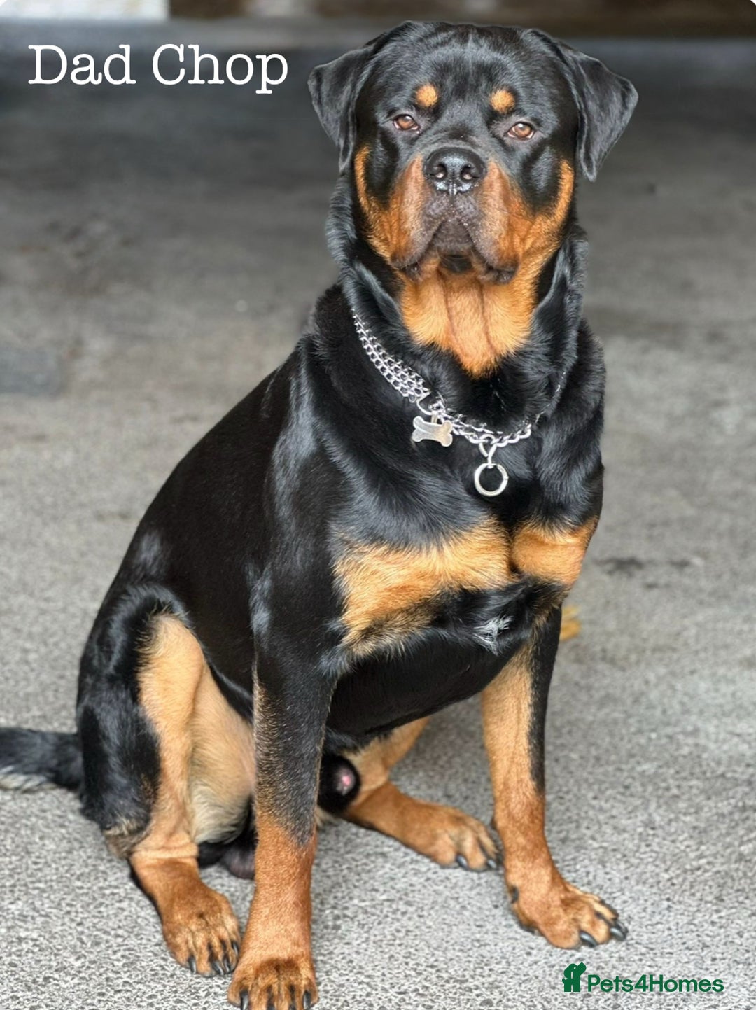 Rottweiler dogs for sale: **Stunning Rottweiler Puppies** - Image 23