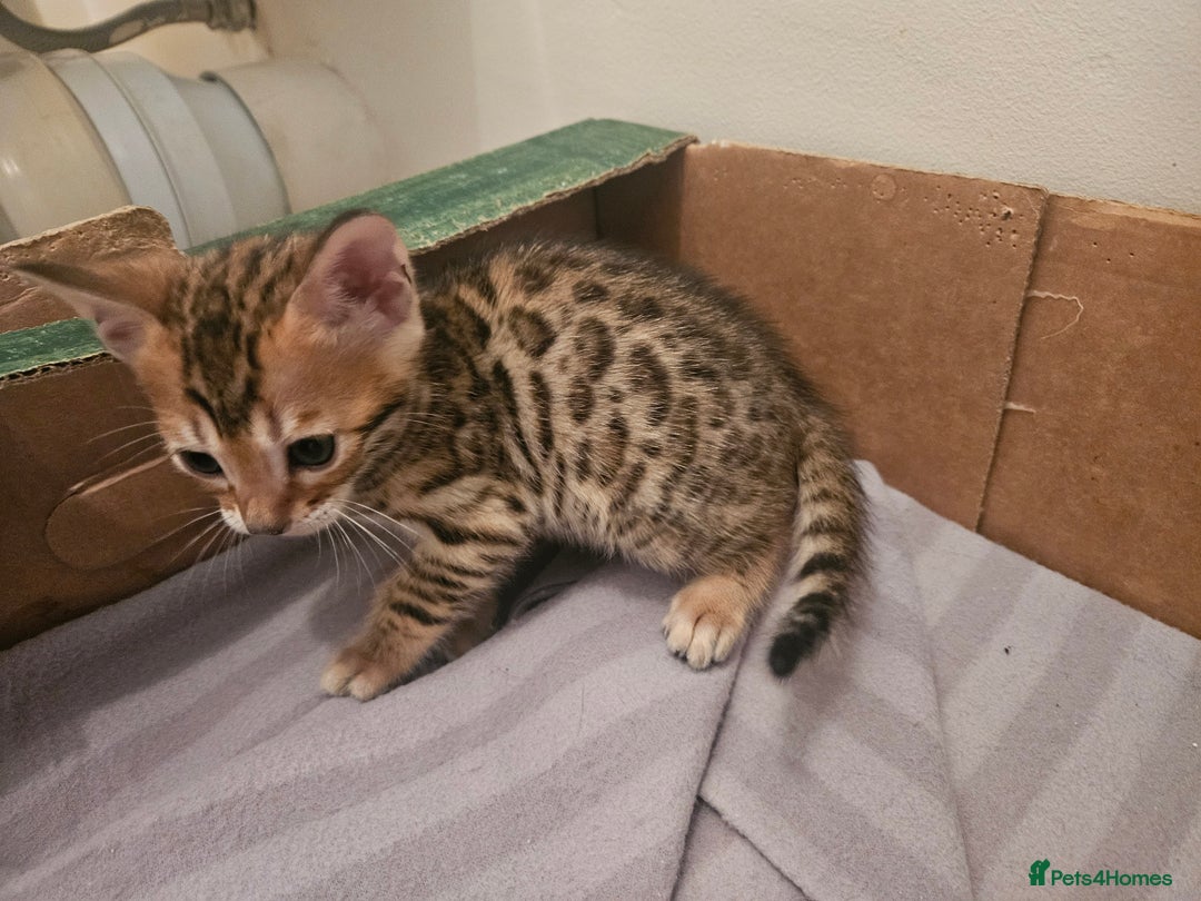 Bengal cats for sale: Pure Bengal kittens for sale - Image 19