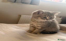 British Shorthair cats for sale: Bsh Cute Teddy Bears  - Advert 10