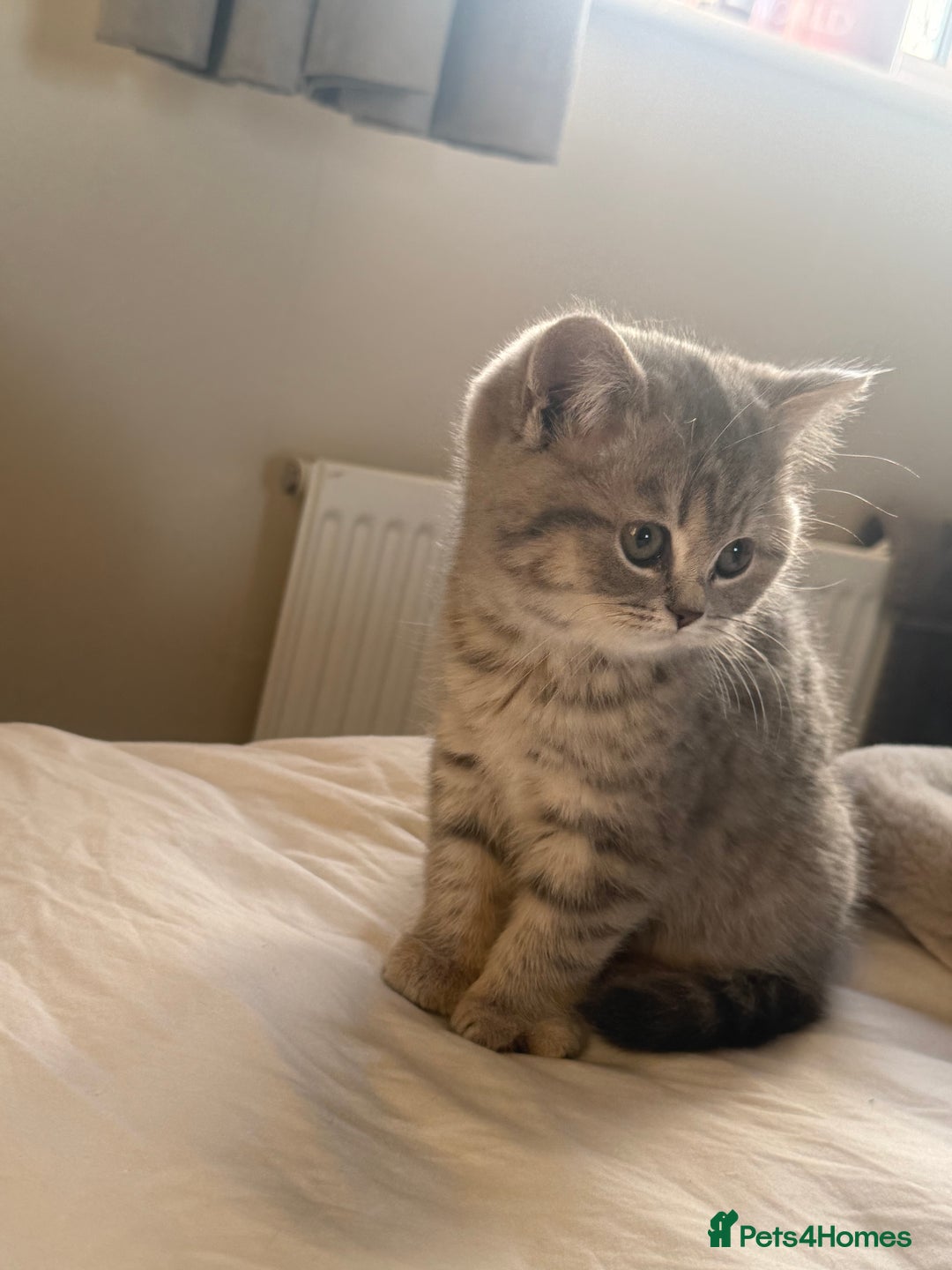 British Shorthair cats for sale: Bsh Cute Teddy Bears  - Advert 10