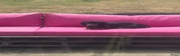 Dachshund dogs for sale: Scotty re homing  - Advert 6