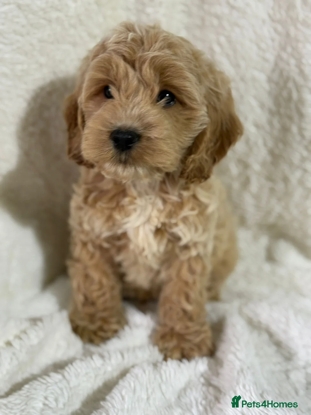 Cockapoo dogs for sale: F1 sable red and apricot Cockapoo puppies - Advert 2