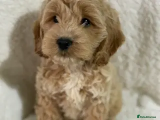 Cockapoo dogs F1 sable red and apricot Cockapoo puppies - Advert 6