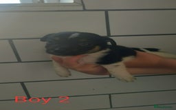 Jack Russell dogs for sale: Stunning Jack Russel puppies for sale - Image 3