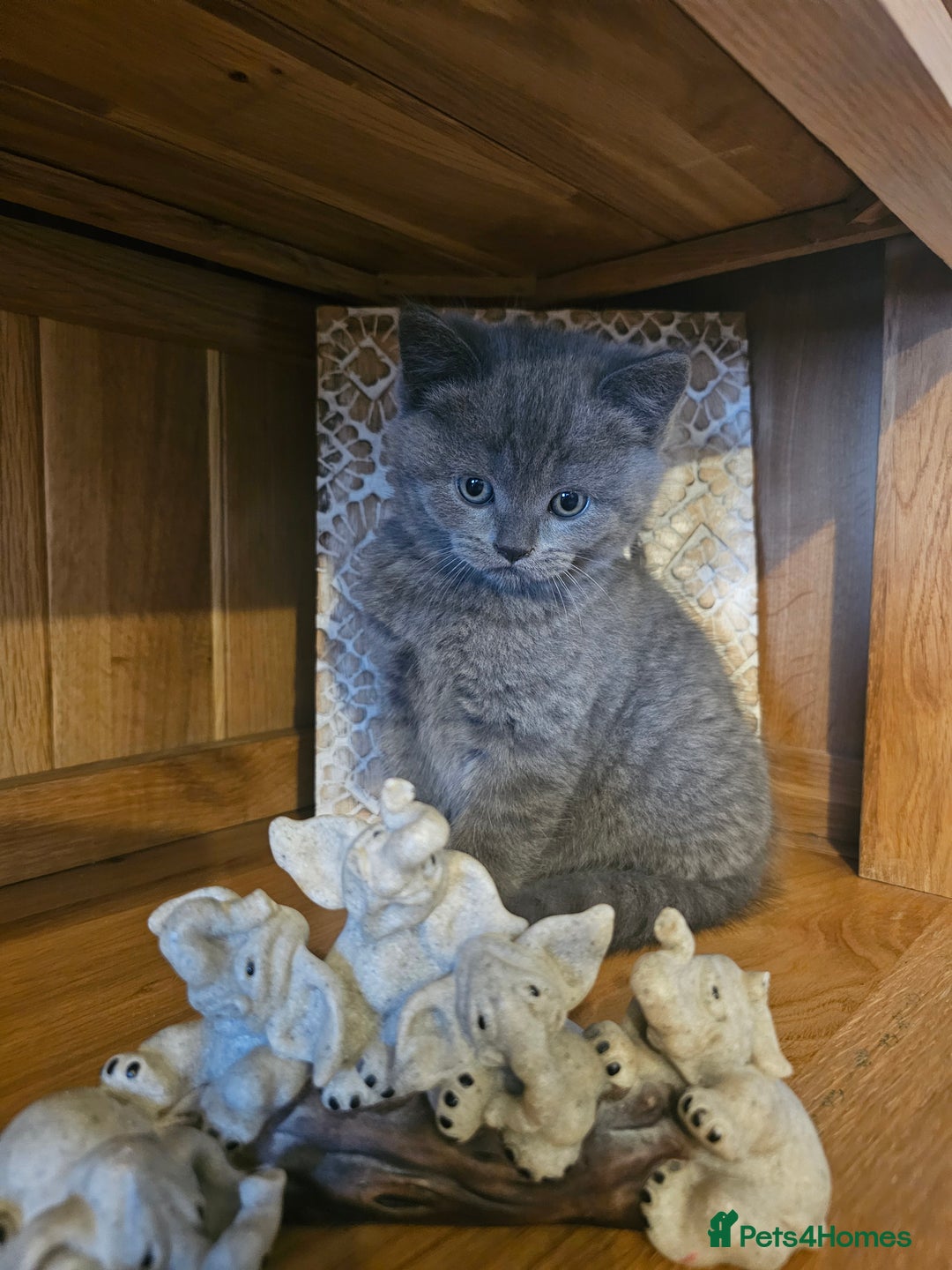 British Shorthair cats for sale: British shorthair kittens for sale.  - Image 8