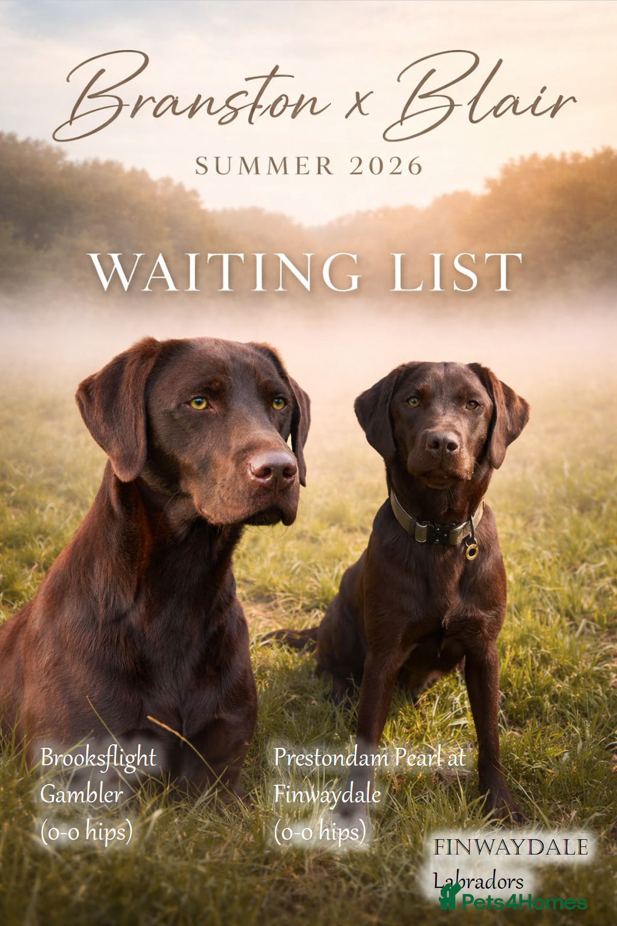 Labrador Retriever dogs Outstanding quality Chocolate Labrador pups - Advert 1