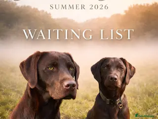 Labrador Retriever dogs for sale: Outstanding quality Chocolate Labrador pups - Advert 1