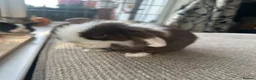 Mini Lop rabbits for sale: Mini lops babies  - Advert 1