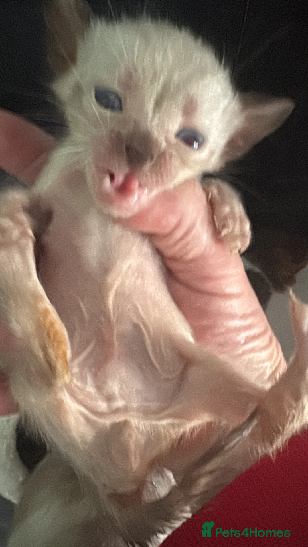 Bengal cats for sale: Pedigreed/registered bengal kittens - Advert 7