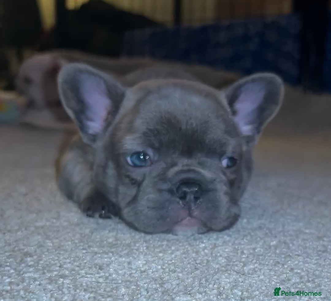 French Bulldog dogs for sale: French fries due to leave 3rd January  - Advert 7