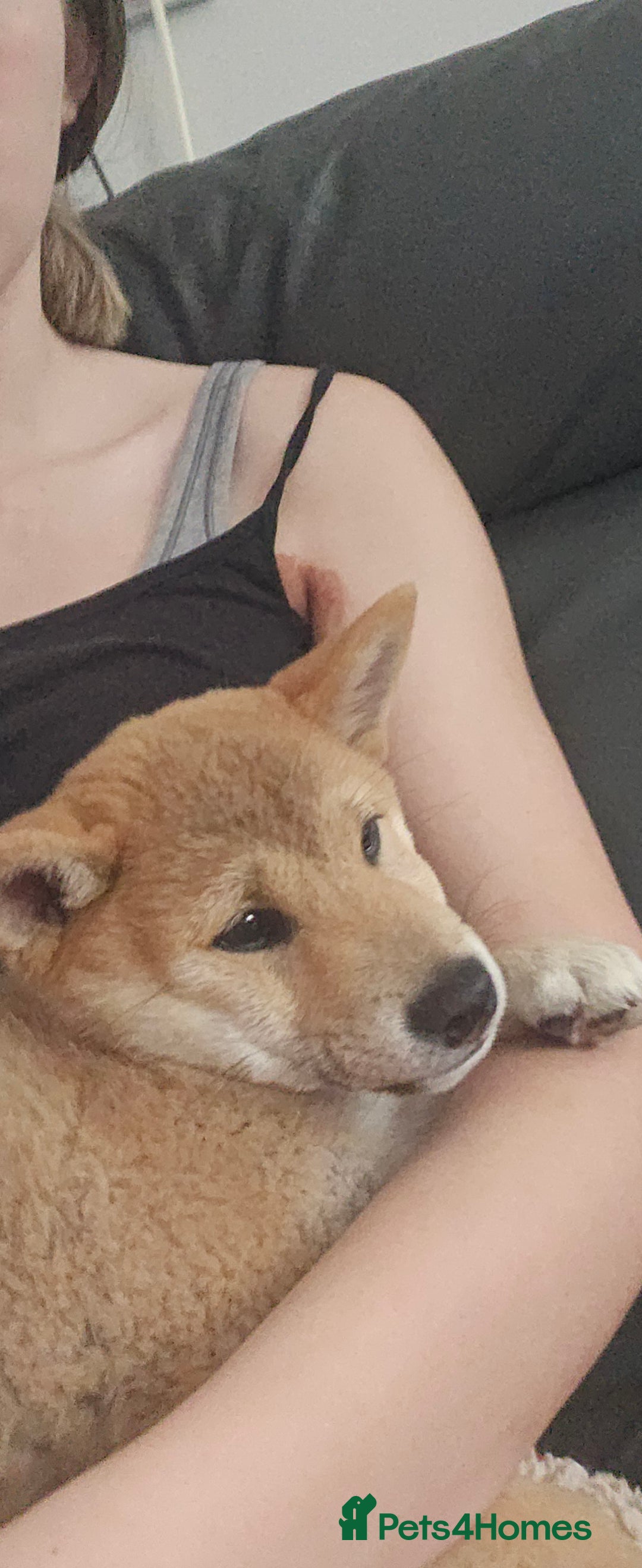 Japanese Shiba Inu dogs for sale: Stunning Shibas  in Llanybydder - Image 29