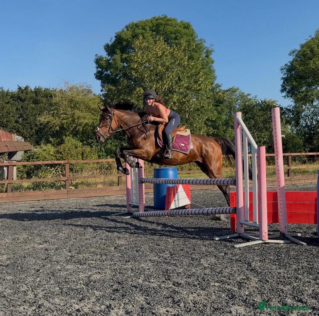 Irish Thoroughbred horses for sale: Perfect allrounder  - Advert 1