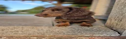 Miniature Dachshund dogs for sale: Fully vaccinated, Long Haired Miniature Dachshund  - Advert 11