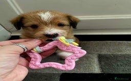 Mixed Breed dogs for sale: Beautiful YorkieRussell pups for sale! Small size  - Image 4