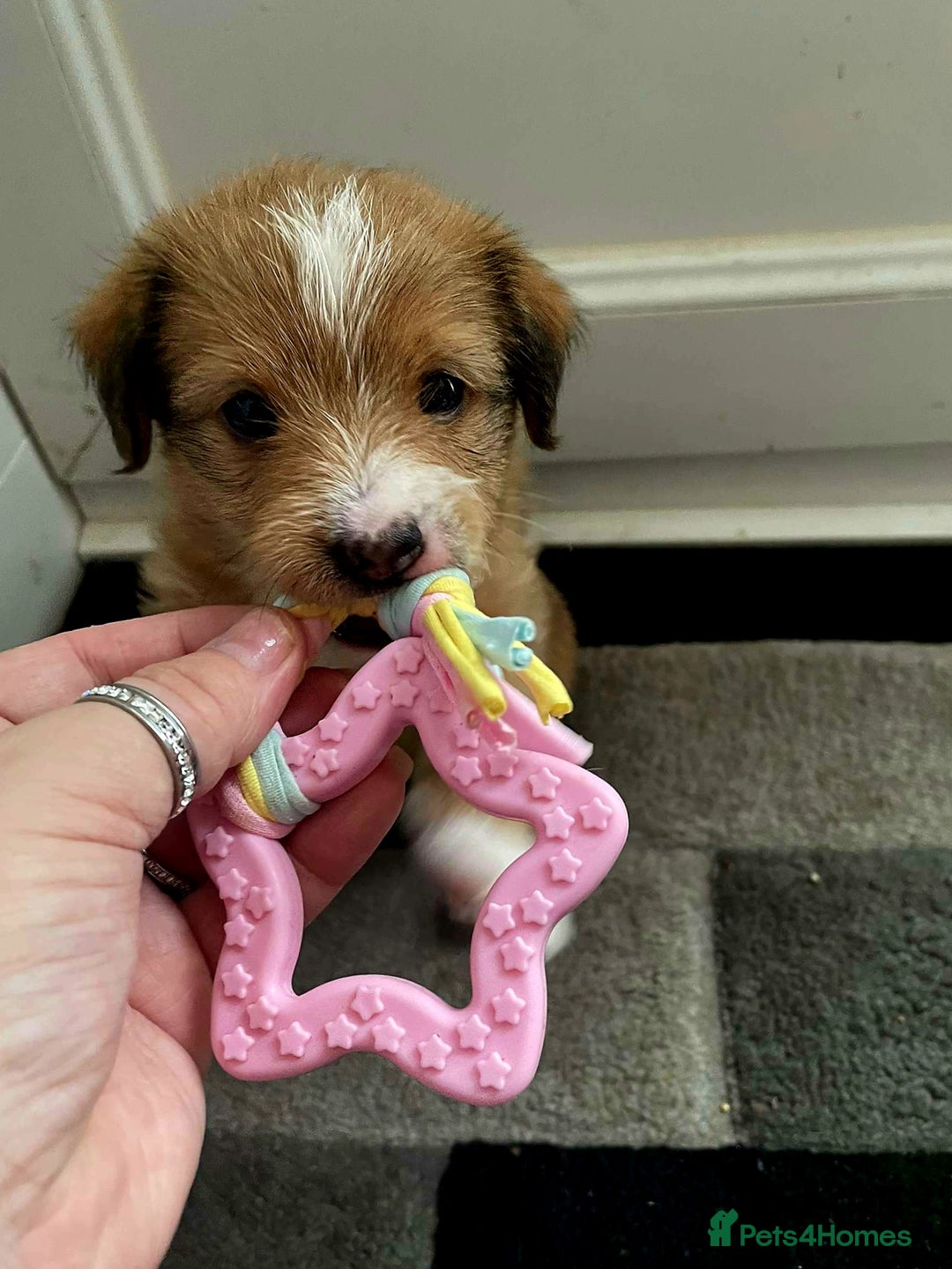 Mixed Breed dogs for sale: Beautiful YorkieRussell pups for sale! Small size  - Image 4