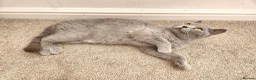 British Shorthair cats for sale: Silver Champion Line British Shorthair - Advert 20