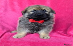 German Shepherd dogs for sale: Adorable German Shepherd puppies - Image 23