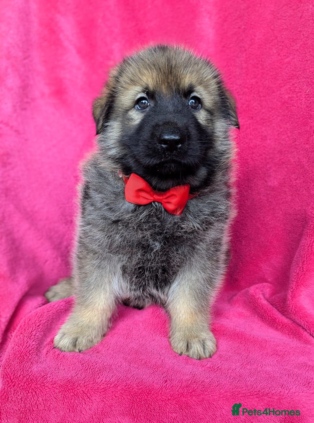 German Shepherd dogs for sale: Adorable German Shepherd puppies - Image 23