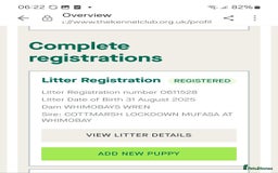 Labrador Retriever dogs for sale: Stunning Fox red Labrador pups - Image 12