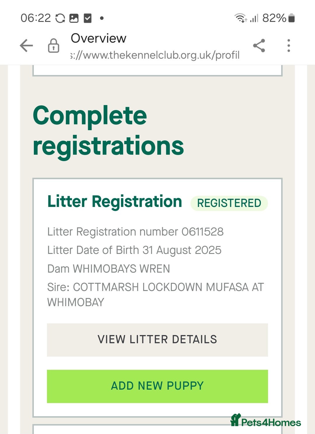 Labrador Retriever dogs for sale: Stunning Fox red Labrador pups - Image 12