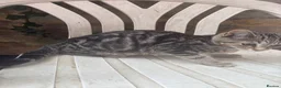 Mixed Breed cats for sale: Kittens looking for a forever home - Advert 8