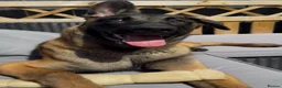 Belgian Shepherd Dog dogs for sale: 6 month old Belgian malinois  in South Shields - Advert 4