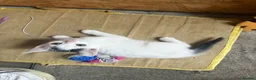 Mixed Breed cats for sale: Mixed breed kittens - Advert 4