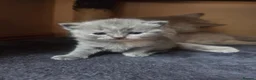 Scottish Fold cats for sale: Kittens Scottish straight blue boy and girl in Nottingham - Advert 20