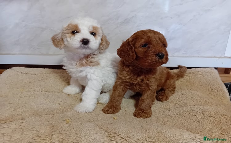 Cavapoo dogs - Advert 12