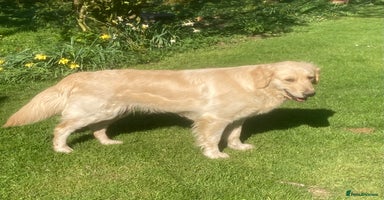 Golden Retriever dogs - Advert 15