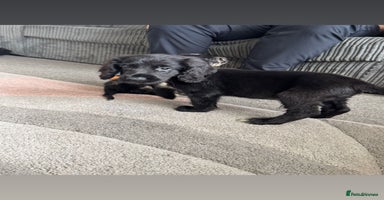 Cocker Spaniel dogs - Advert 12
