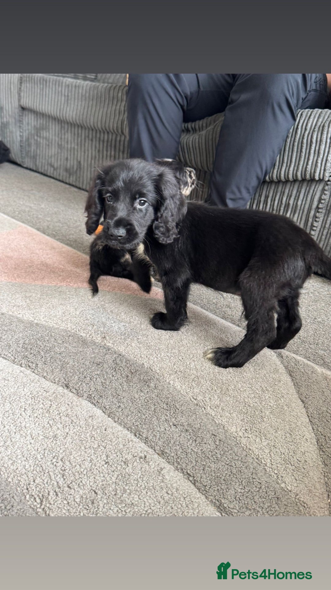 Cocker Spaniel dogs for sale: Last boy remaining  - Image 2