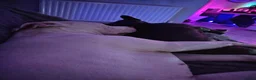 American Bulldog dogs for sale: American x bully - Advert 4