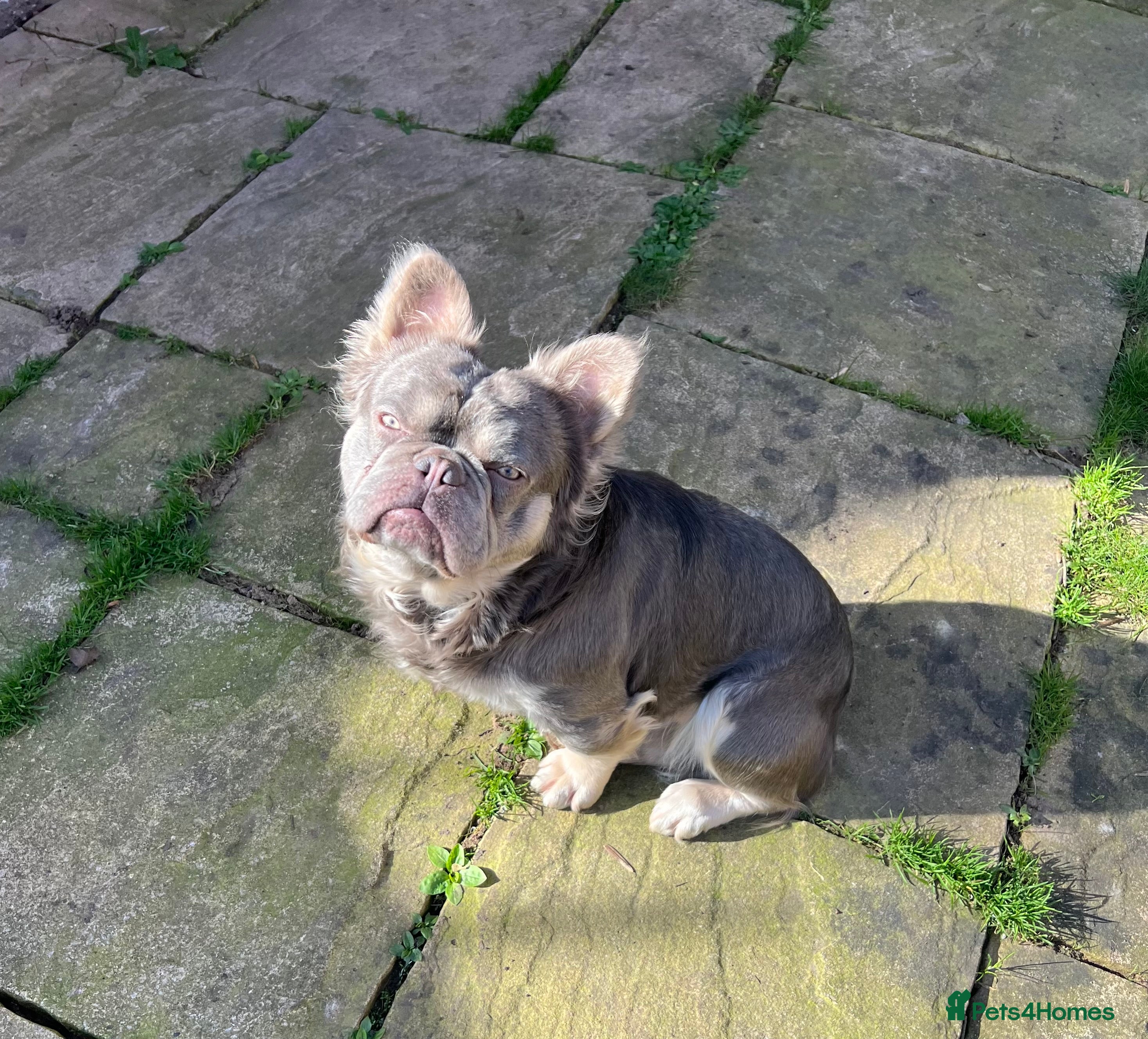 French Bulldog dogs French bulldogs fluffy carring Isabella  - Advert 2